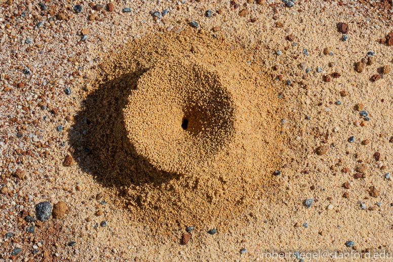 ant hill